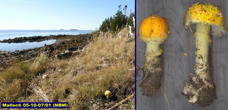 Picture of Amanita muscaria on seashore